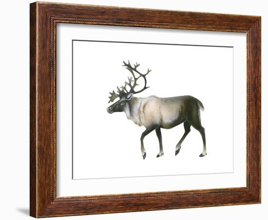 Woodland Caribou (Rangifer Tarandus Caribou), Mammals-Encyclopaedia Britannica-Framed Art Print