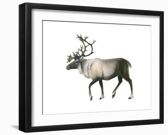 Woodland Caribou (Rangifer Tarandus Caribou), Mammals-Encyclopaedia Britannica-Framed Art Print