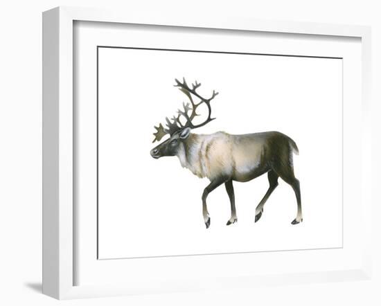 Woodland Caribou (Rangifer Tarandus Caribou), Mammals-Encyclopaedia Britannica-Framed Art Print