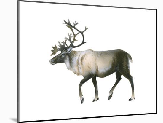 Woodland Caribou (Rangifer Tarandus Caribou), Mammals-Encyclopaedia Britannica-Mounted Art Print