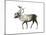 Woodland Caribou (Rangifer Tarandus Caribou), Mammals-Encyclopaedia Britannica-Mounted Art Print