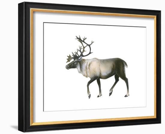 Woodland Caribou (Rangifer Tarandus Caribou), Mammals-Encyclopaedia Britannica-Framed Art Print