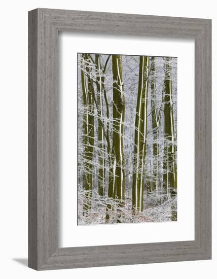 Woodland Covered in Snow and Frost, Gloucestershire, England, UK-Peter Adams-Framed Photographic Print