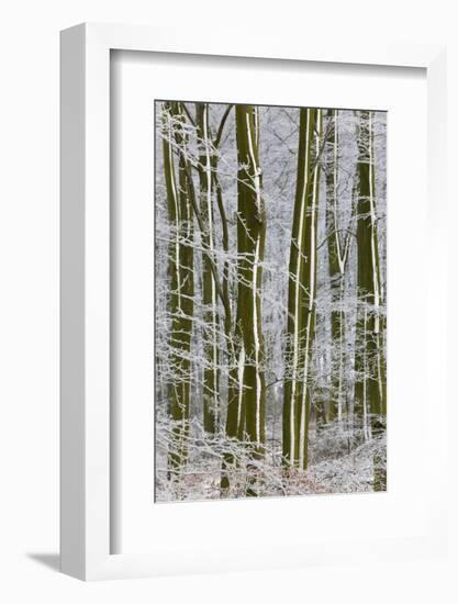 Woodland Covered in Snow and Frost, Gloucestershire, England, UK-Peter Adams-Framed Photographic Print