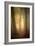 Woodland Dawn-Doug Chinnery-Framed Photographic Print