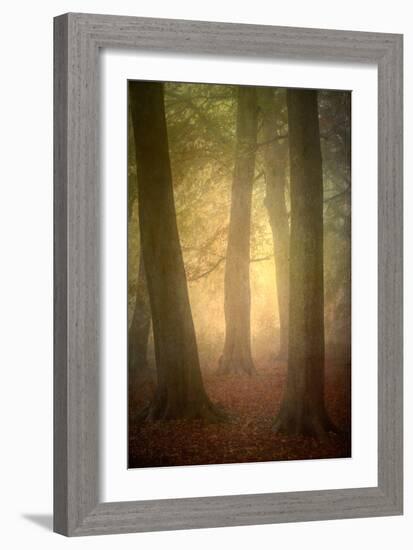 Woodland Dawn-Doug Chinnery-Framed Photographic Print