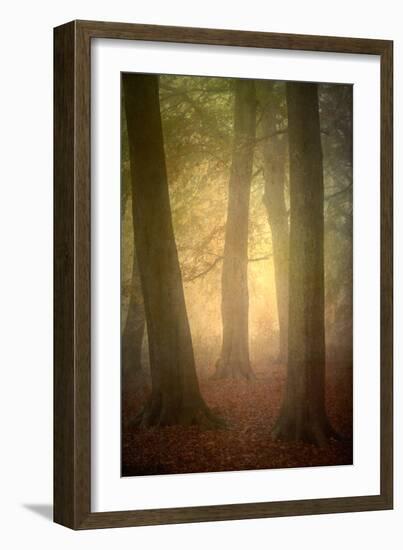 Woodland Dawn-Doug Chinnery-Framed Photographic Print