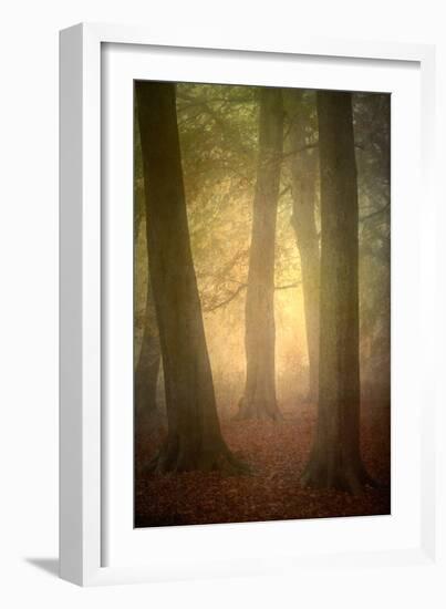 Woodland Dawn-Doug Chinnery-Framed Photographic Print