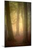 Woodland Dawn-Doug Chinnery-Mounted Photographic Print