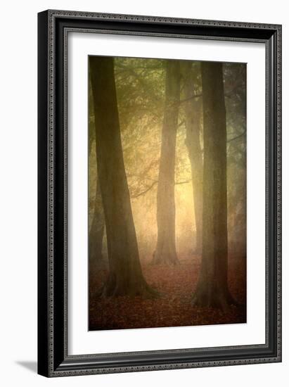 Woodland Dawn-Doug Chinnery-Framed Photographic Print