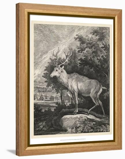 Woodland Deer II-Ridinger-Framed Stretched Canvas