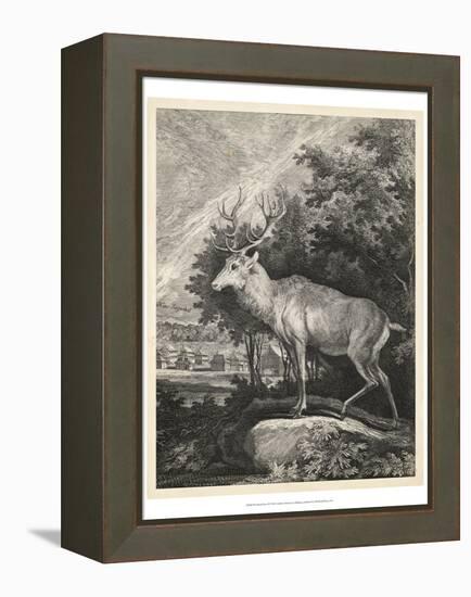 Woodland Deer II-Ridinger-Framed Stretched Canvas