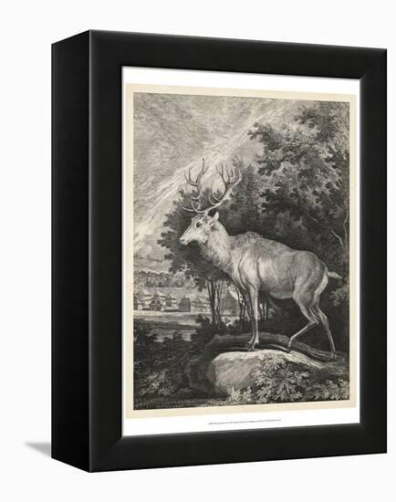 Woodland Deer II-Ridinger-Framed Stretched Canvas