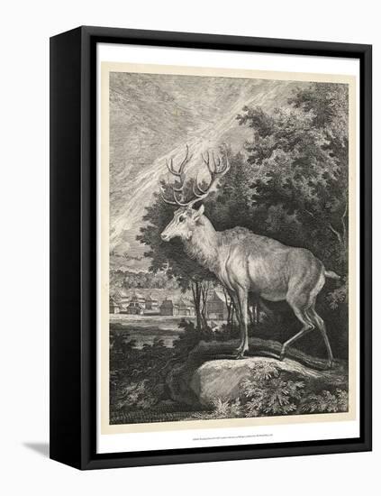 Woodland Deer II-Ridinger-Framed Stretched Canvas