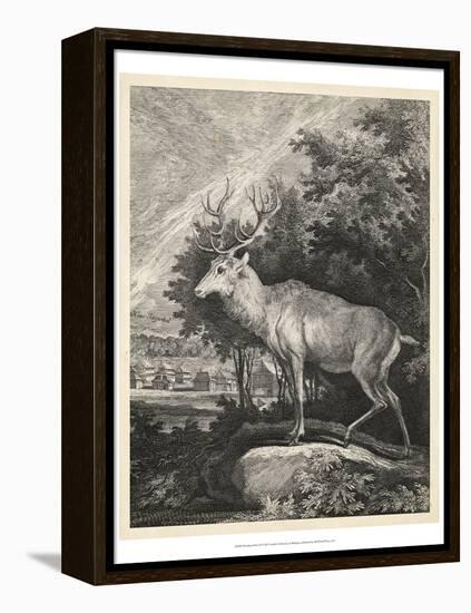 Woodland Deer II-Ridinger-Framed Stretched Canvas