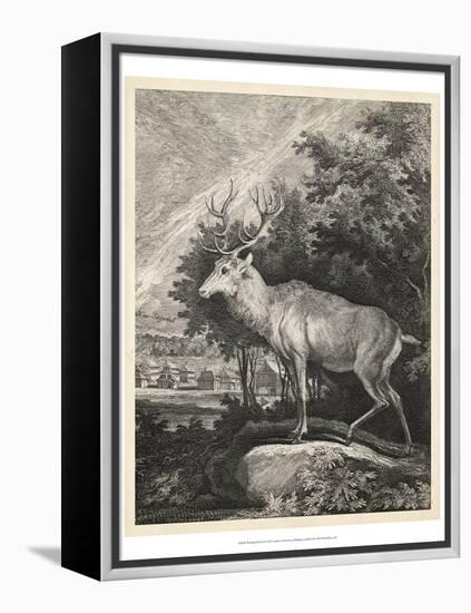 Woodland Deer II-Ridinger-Framed Stretched Canvas