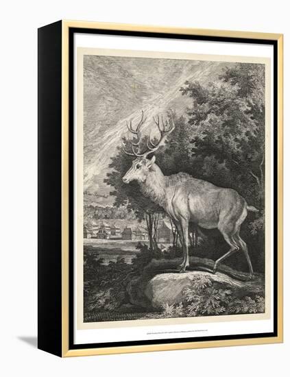 Woodland Deer II-Ridinger-Framed Stretched Canvas