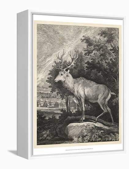 Woodland Deer II-Ridinger-Framed Stretched Canvas