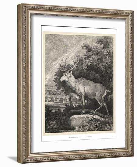 Woodland Deer II-Ridinger-Framed Art Print