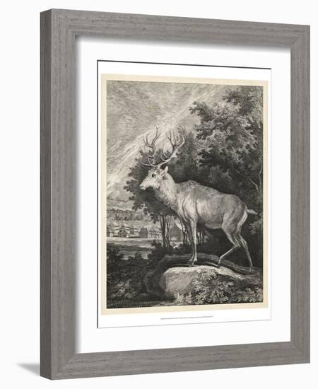 Woodland Deer II-Ridinger-Framed Art Print