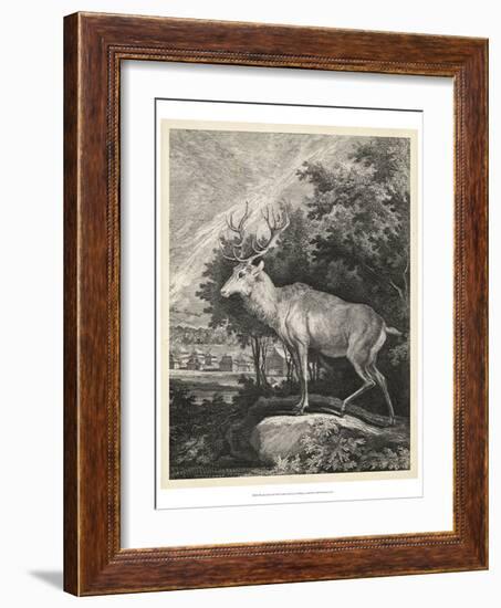 Woodland Deer II-Ridinger-Framed Art Print