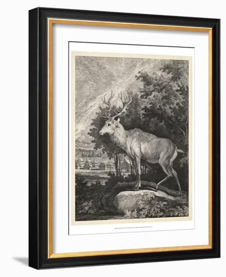 Woodland Deer II-Ridinger-Framed Art Print