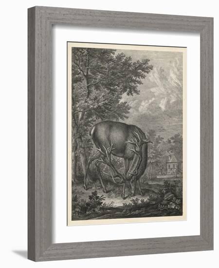 Woodland Deer IV-Ridinger-Framed Art Print