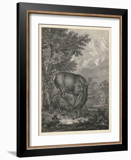 Woodland Deer IV-Ridinger-Framed Art Print