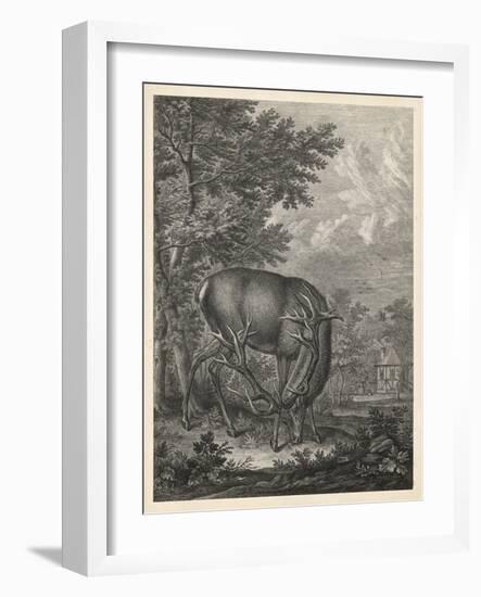 Woodland Deer IV-Ridinger-Framed Art Print