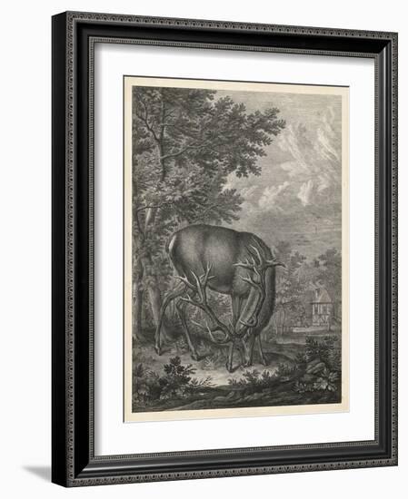 Woodland Deer IV-Ridinger-Framed Art Print