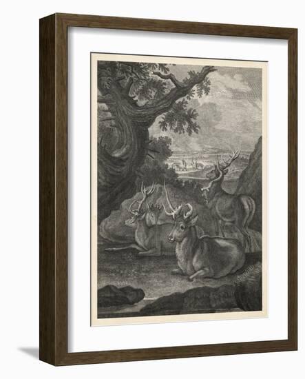 Woodland Deer VI-Ridinger-Framed Art Print