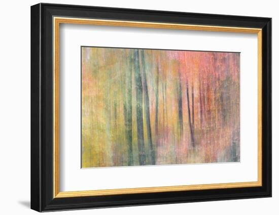 Woodland Dreams IV-Doug Chinnery-Framed Photographic Print