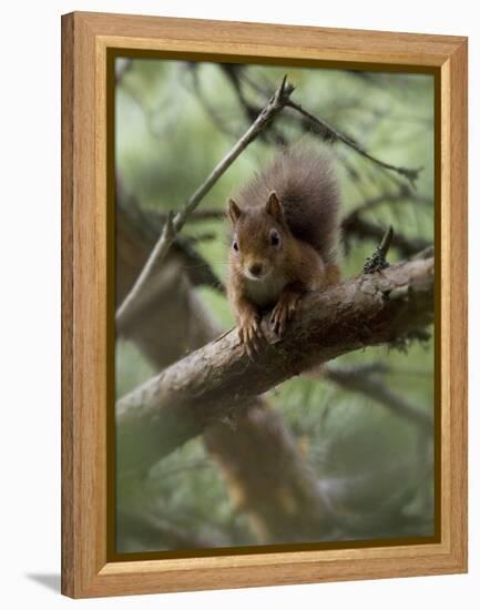 Woodland Essentials-Susann Parker-Framed Premier Image Canvas