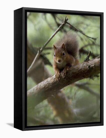 Woodland Essentials-Susann Parker-Framed Premier Image Canvas