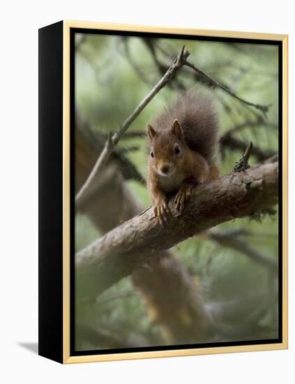 Woodland Essentials-Susann Parker-Framed Premier Image Canvas