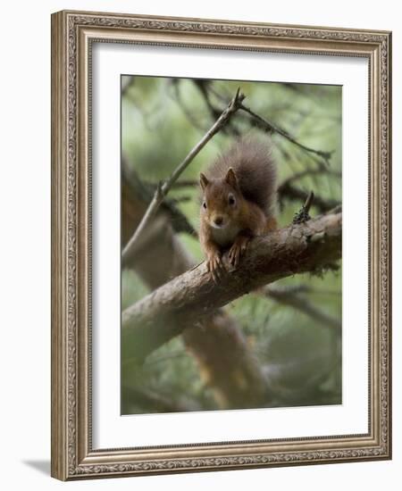 Woodland Essentials-Susann Parker-Framed Photographic Print