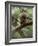 Woodland Essentials-Susann Parker-Framed Photographic Print