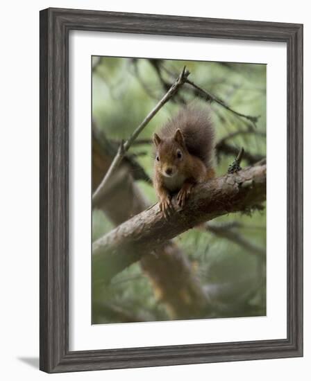 Woodland Essentials-Susann Parker-Framed Photographic Print