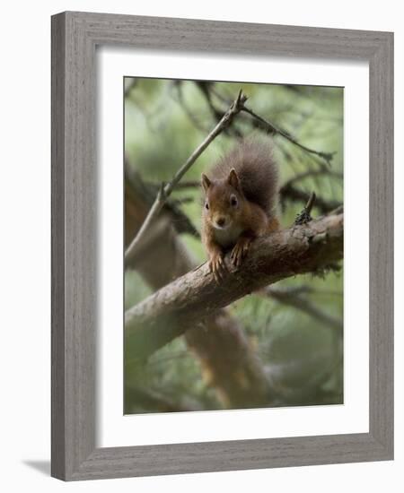 Woodland Essentials-Susann Parker-Framed Photographic Print