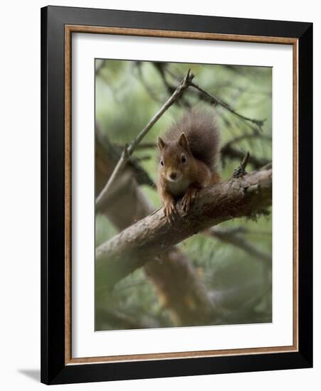 Woodland Essentials-Susann Parker-Framed Photographic Print