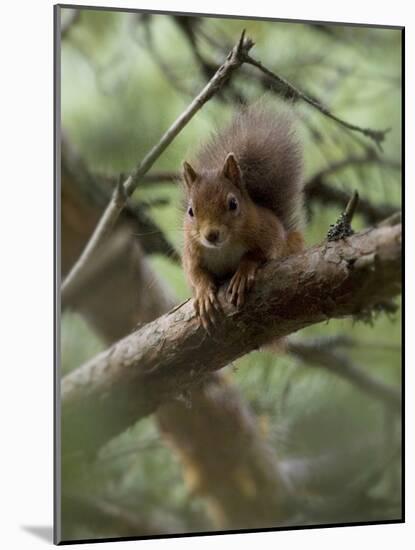 Woodland Essentials-Susann Parker-Mounted Photographic Print