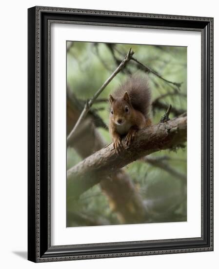 Woodland Essentials-Susann Parker-Framed Photographic Print