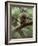 Woodland Essentials-Susann Parker-Framed Photographic Print