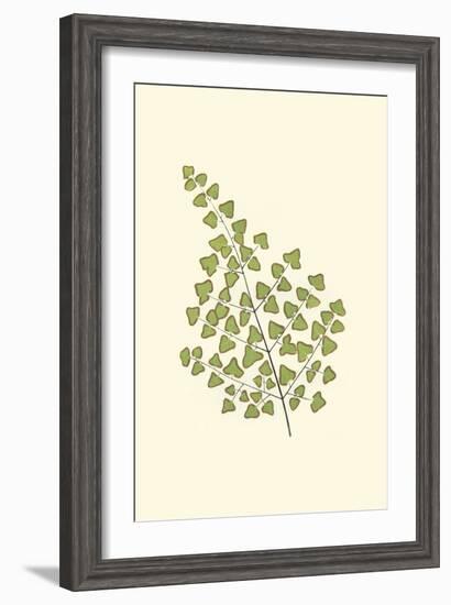 Woodland Ferns II-Edward Lowe-Framed Art Print