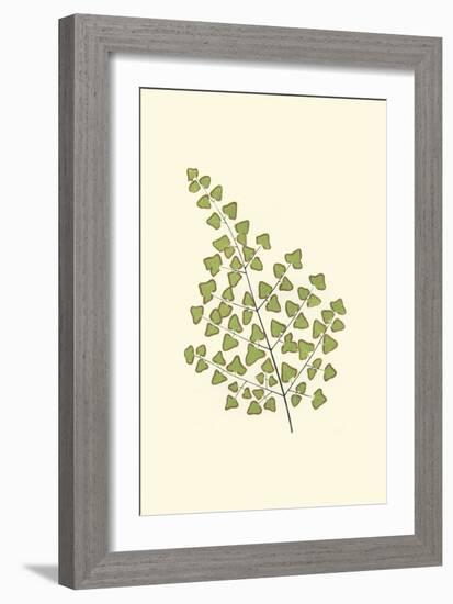 Woodland Ferns II-Edward Lowe-Framed Art Print