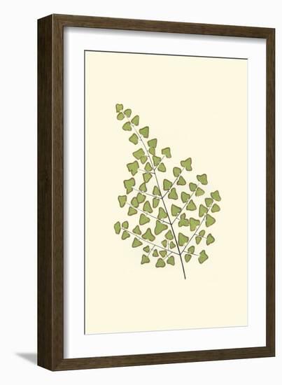 Woodland Ferns II-Edward Lowe-Framed Art Print