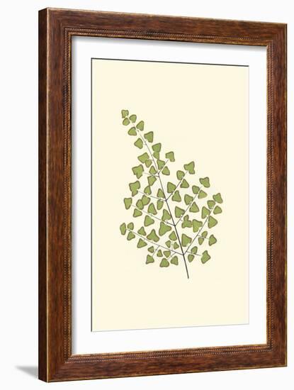 Woodland Ferns II-Edward Lowe-Framed Art Print