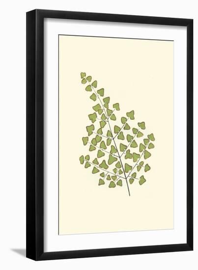 Woodland Ferns II-Edward Lowe-Framed Art Print