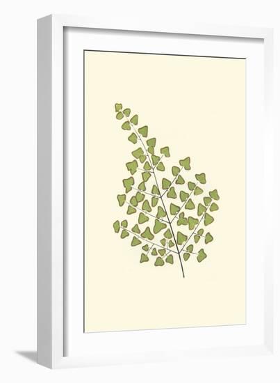 Woodland Ferns II-Edward Lowe-Framed Art Print