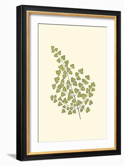 Woodland Ferns II-Edward Lowe-Framed Art Print